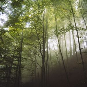 Preview wallpaper trees, fog, forest, nature, landscape