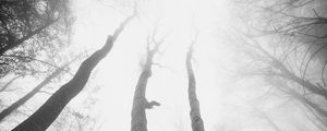 Preview wallpaper trees, fog, forest, bottom view, black and white