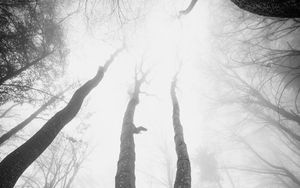 Preview wallpaper trees, fog, forest, bottom view, black and white