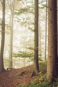 Preview wallpaper trees, fog, forest, landscape, nature, branches