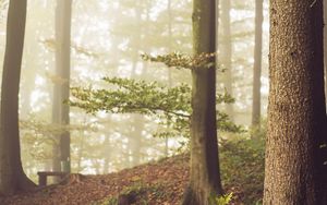 Preview wallpaper trees, fog, forest, landscape, nature, branches