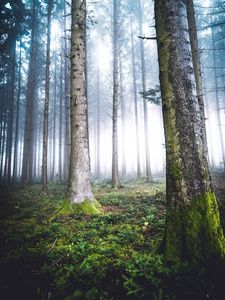 Preview wallpaper trees, fog, forest, moss, nature