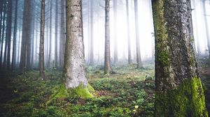 Preview wallpaper trees, fog, forest, moss, nature