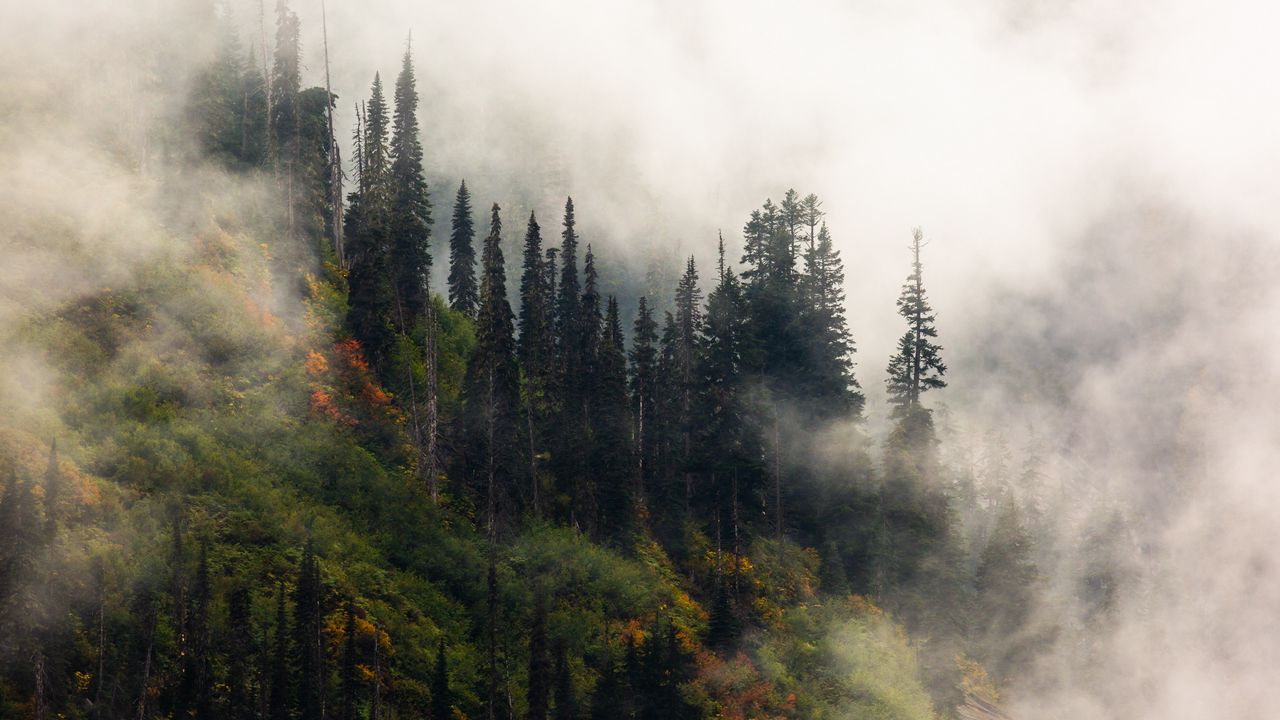 Wallpaper trees, fog, forest, hill