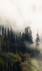 Preview wallpaper trees, fog, forest, hill