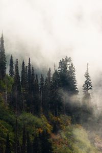 Preview wallpaper trees, fog, forest, hill