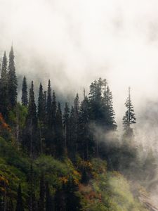 Preview wallpaper trees, fog, forest, hill