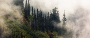 Preview wallpaper trees, fog, forest, hill