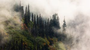 Preview wallpaper trees, fog, forest, hill