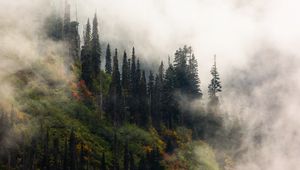 Preview wallpaper trees, fog, forest, hill