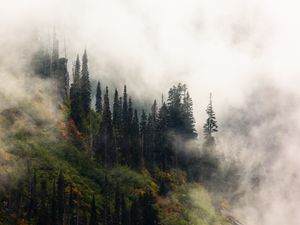 Preview wallpaper trees, fog, forest, hill
