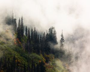 Preview wallpaper trees, fog, forest, hill