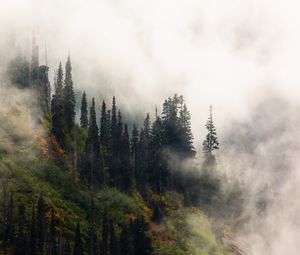Preview wallpaper trees, fog, forest, hill