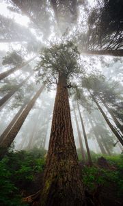 Preview wallpaper trees, fog, forest, trunk, bark, bottom view