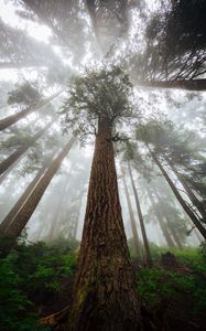 Preview wallpaper trees, fog, forest, trunk, bark, bottom view