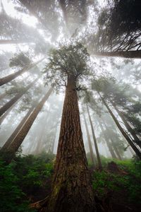 Preview wallpaper trees, fog, forest, trunk, bark, bottom view