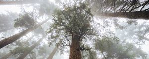 Preview wallpaper trees, fog, forest, trunk, bark, bottom view