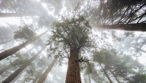 Preview wallpaper trees, fog, forest, trunk, bark, bottom view