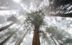Preview wallpaper trees, fog, forest, trunk, bark, bottom view