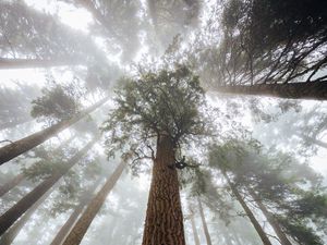 Preview wallpaper trees, fog, forest, trunk, bark, bottom view