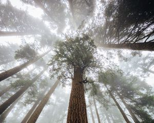 Preview wallpaper trees, fog, forest, trunk, bark, bottom view