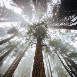 Preview wallpaper trees, fog, forest, trunk, bark, bottom view