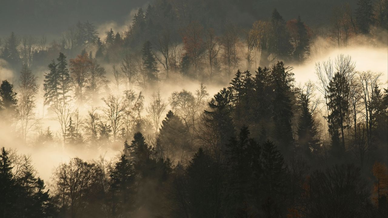 Wallpaper trees, fog, forest, branches, dark