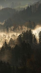 Preview wallpaper trees, fog, forest, branches, dark