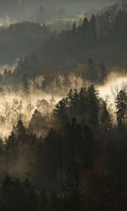 Preview wallpaper trees, fog, forest, branches, dark