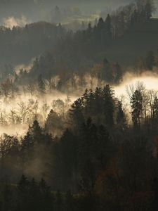 Preview wallpaper trees, fog, forest, branches, dark