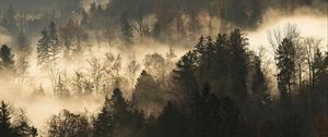Preview wallpaper trees, fog, forest, branches, dark