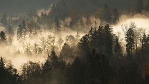 Preview wallpaper trees, fog, forest, branches, dark