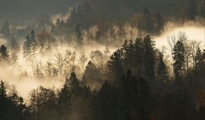 Preview wallpaper trees, fog, forest, branches, dark