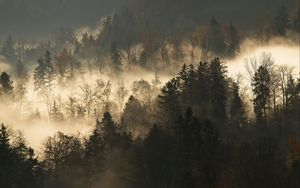 Preview wallpaper trees, fog, forest, branches, dark