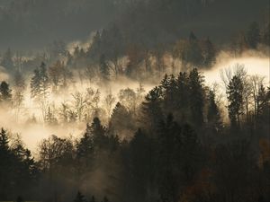 Preview wallpaper trees, fog, forest, branches, dark