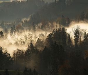 Preview wallpaper trees, fog, forest, branches, dark