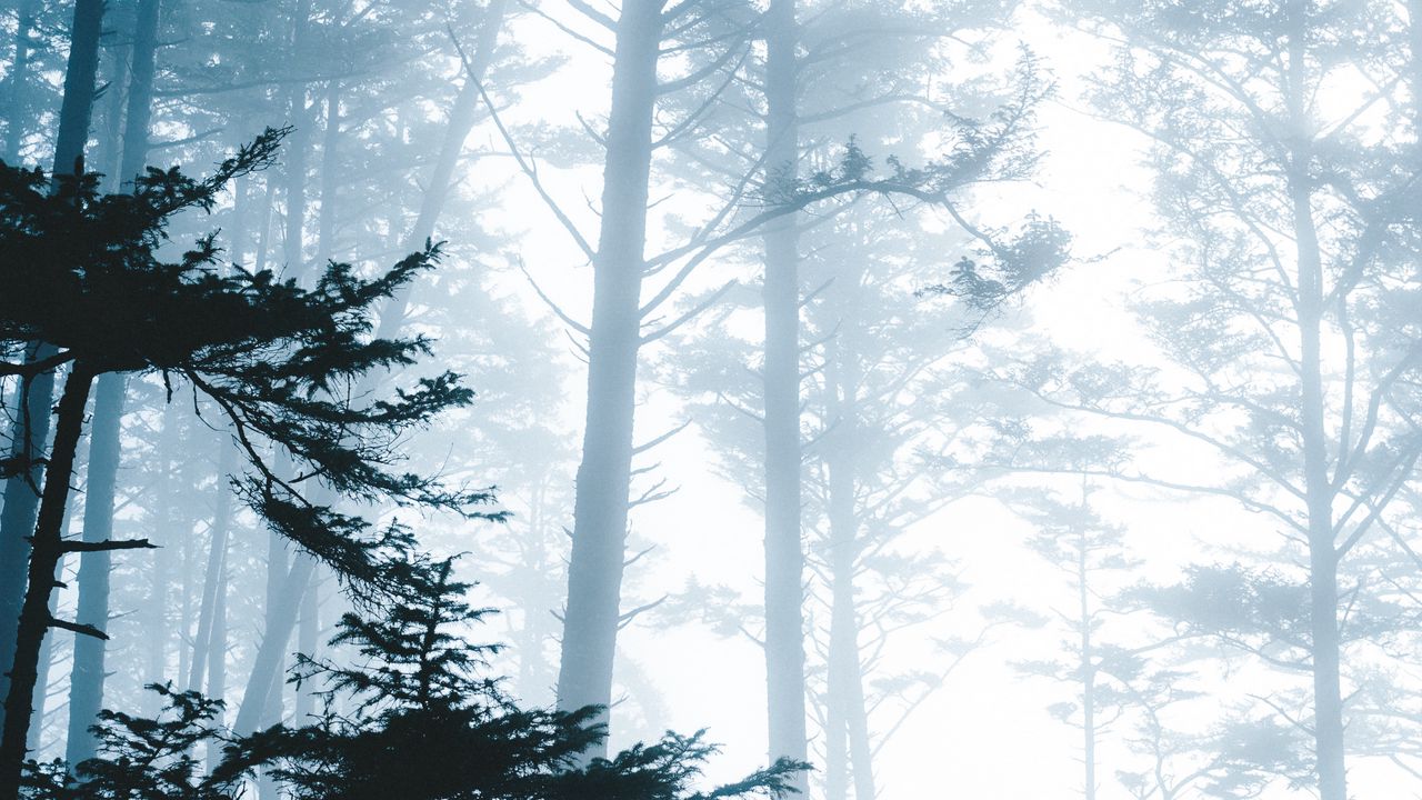 Wallpaper trees, fog, forest, branches