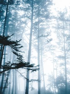 Preview wallpaper trees, fog, forest, branches