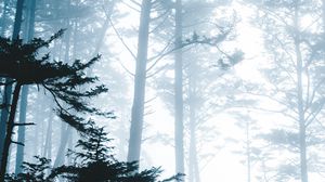 Preview wallpaper trees, fog, forest, branches