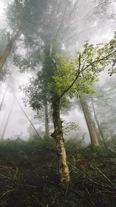 Preview wallpaper trees, fog, forest, nature, branches