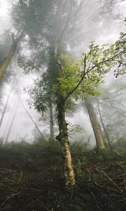 Preview wallpaper trees, fog, forest, nature, branches