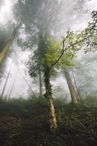 Preview wallpaper trees, fog, forest, nature, branches