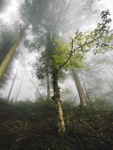 Preview wallpaper trees, fog, forest, nature, branches