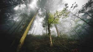 Preview wallpaper trees, fog, forest, nature, branches