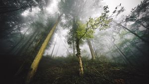 Preview wallpaper trees, fog, forest, nature, branches