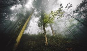 Preview wallpaper trees, fog, forest, nature, branches