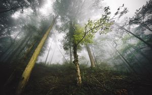 Preview wallpaper trees, fog, forest, nature, branches