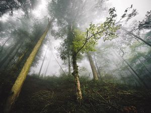 Preview wallpaper trees, fog, forest, nature, branches