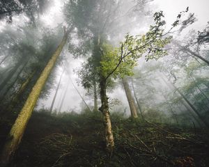 Preview wallpaper trees, fog, forest, nature, branches