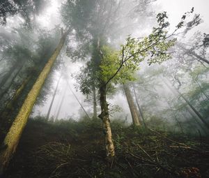 Preview wallpaper trees, fog, forest, nature, branches